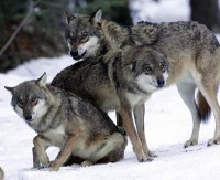/album/galeria-de-fotos/werewolf-1-jpg/