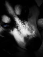 /album/galeria-de-fotos/lycan-by-misticmorgue-jpg/