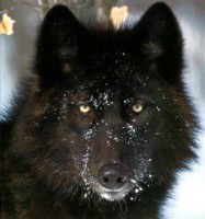 /album/galeria-de-fotos/lobo11-jpg/